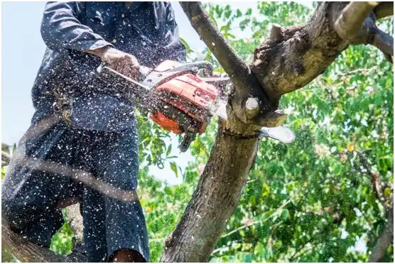 tree services Pauls Valley